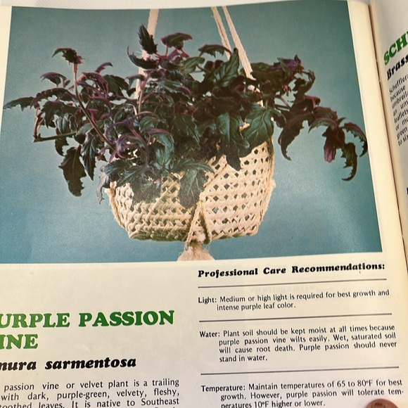 Professional Guide to Green Plants Houseplant guide - Picture 6 of 10